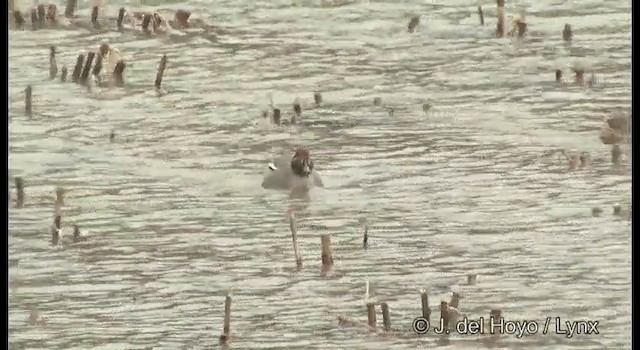 Green-winged Teal (Eurasian) - ML201376261