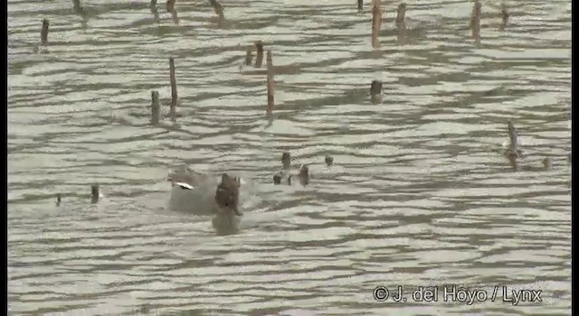 Green-winged Teal (Eurasian) - ML201376271