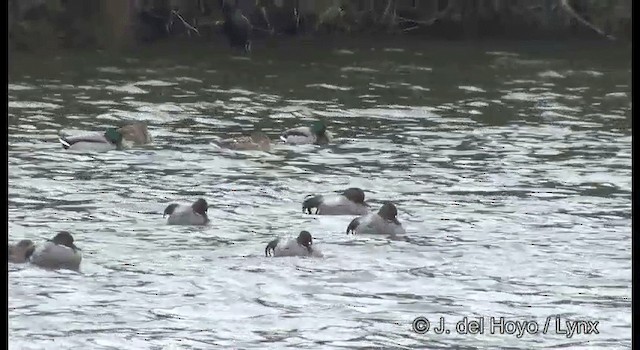 Falcated Duck - ML201376281