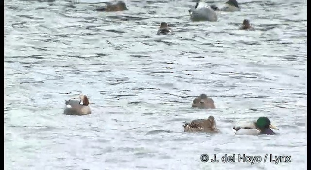 Eurasian Wigeon - ML201376291