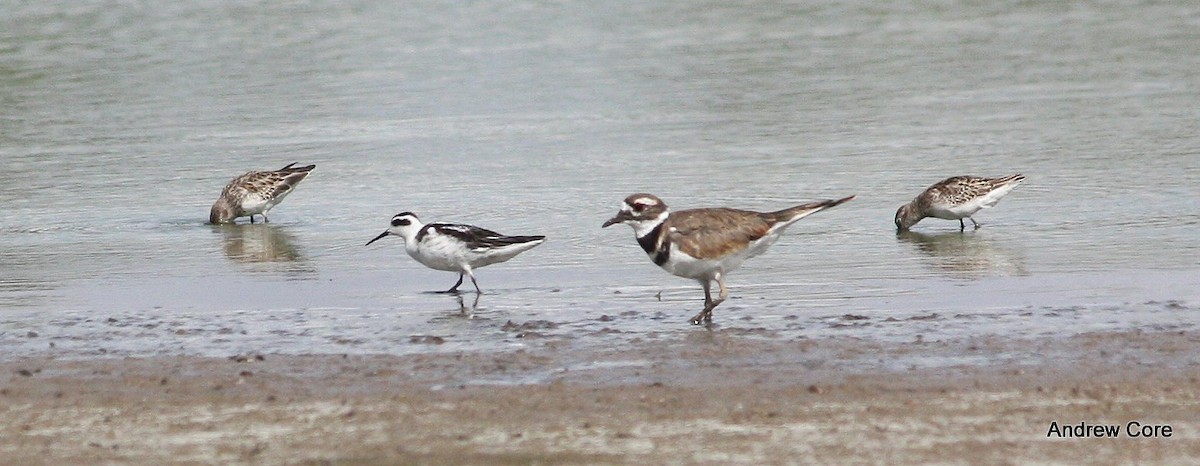 Red-necked Phalarope - Andrew Core