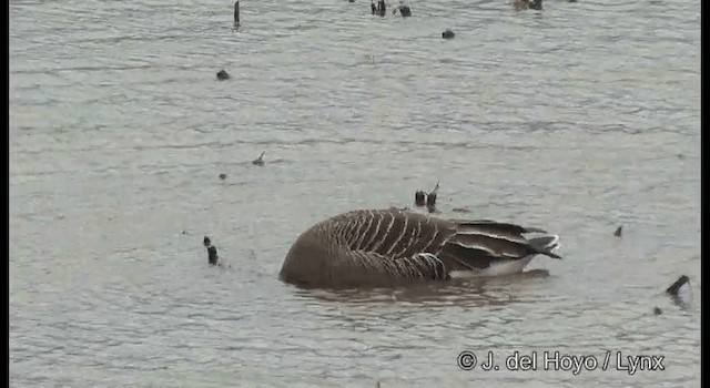 Taiga Bean-Goose - ML201376321