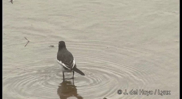 Japanese Wagtail - ML201376471