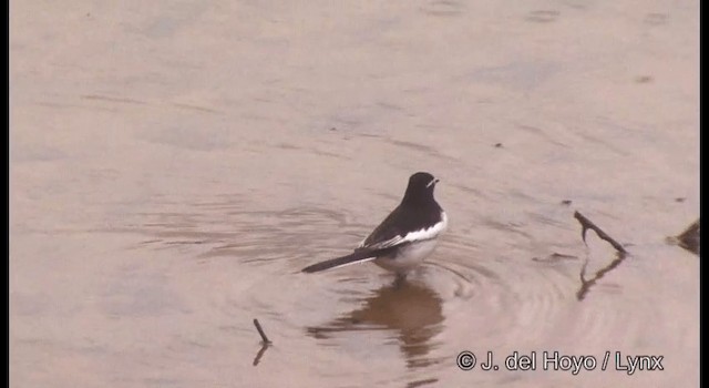 Japanese Wagtail - ML201376491