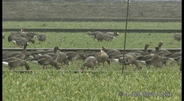 Oca cigno - ML201376601