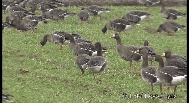 シジュウカラガン（hutchinsii） - ML201376611