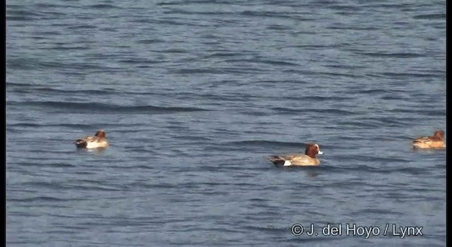 Eurasian Wigeon - ML201376631