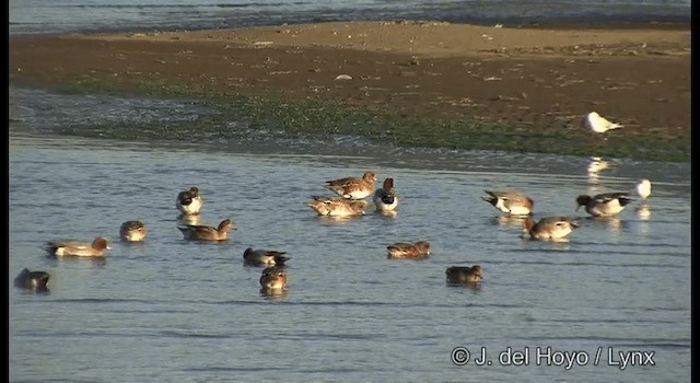 Eurasian Wigeon - ML201376641