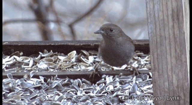 Japanese Accentor - ML201376691