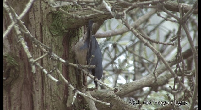 Eurasian Nuthatch (Buff-bellied) - ML201376701