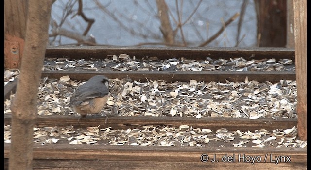 Eurasian Nuthatch (Buff-bellied) - ML201376711