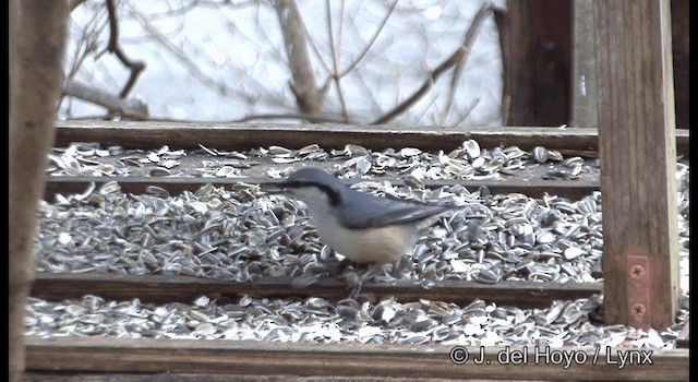 Eurasian Nuthatch (Buff-bellied) - ML201376721