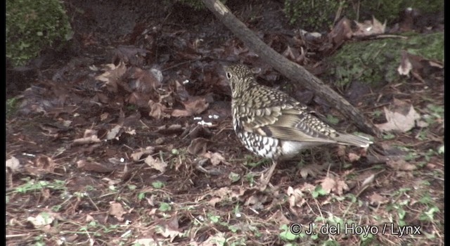 White's Thrush - ML201376761