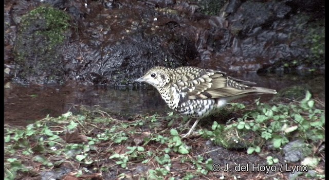 White's Thrush - ML201376771