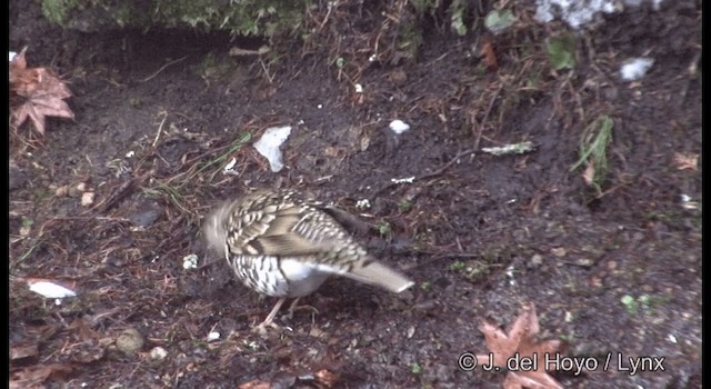 White's Thrush - ML201376781