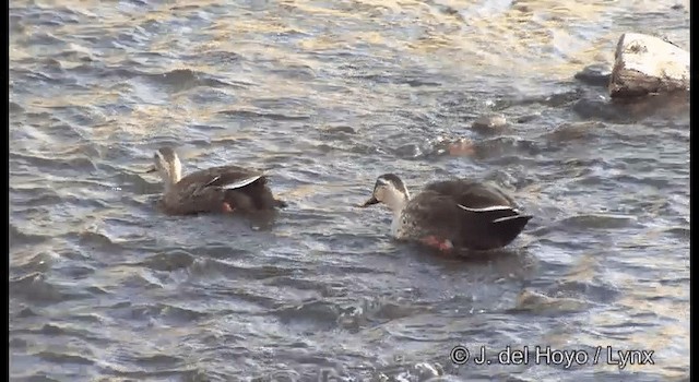 Eastern Spot-billed Duck - ML201376791