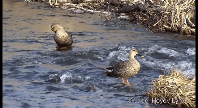 Eastern Spot-billed Duck - ML201376801