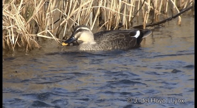 Canard de Chine - ML201376821