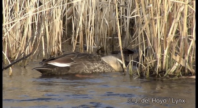 Eastern Spot-billed Duck - ML201376831