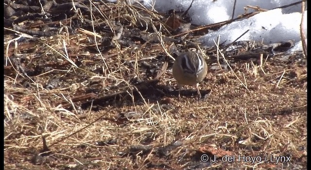 Meadow Bunting - ML201376861