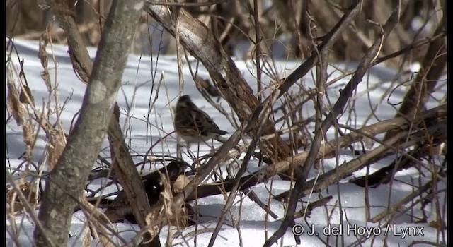 Rustic Bunting - ML201376881