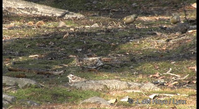 Rustic Bunting - ML201376891