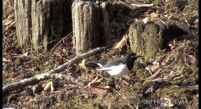 Japanese Wagtail - ML201376921