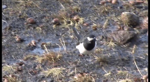 Japanese Wagtail - ML201376931