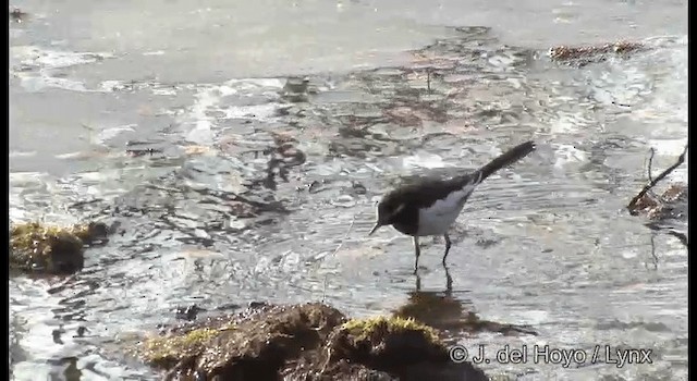 Japanese Wagtail - ML201376941