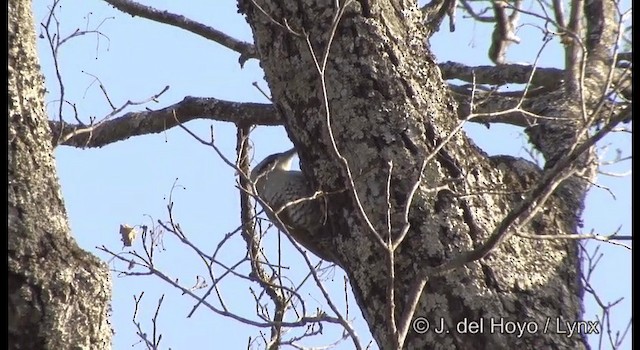 Japanese Woodpecker - ML201376961