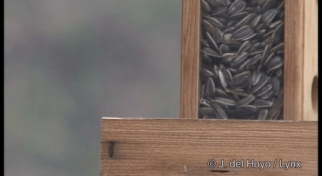 Willow Tit (Willow) - ML201376971