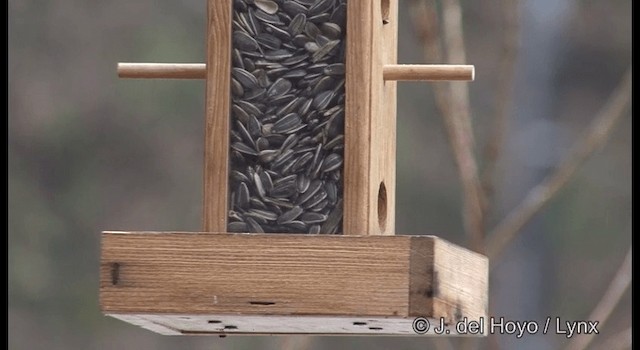 Willow Tit (Willow) - ML201376981