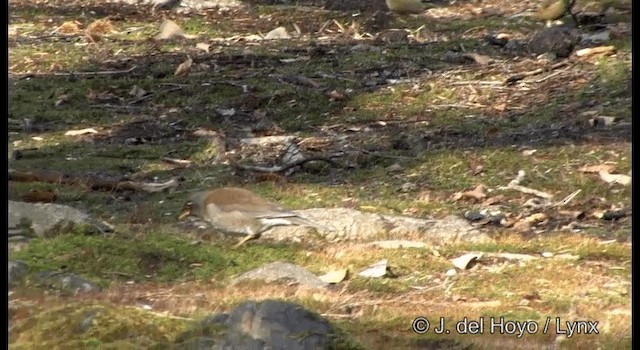 Pale Thrush - ML201377001