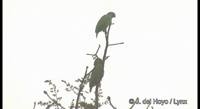 Amazona Alinaranja - ML201377011