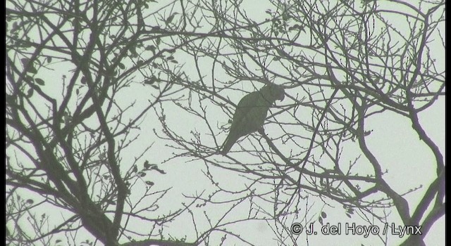 Yellow-crowned Parrot - ML201377021