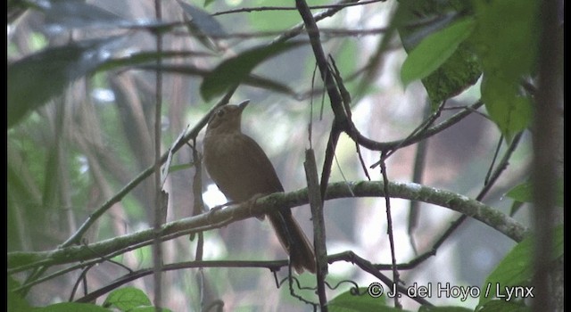 Ochre-throated Foliage-gleaner (auricularis) - ML201377051