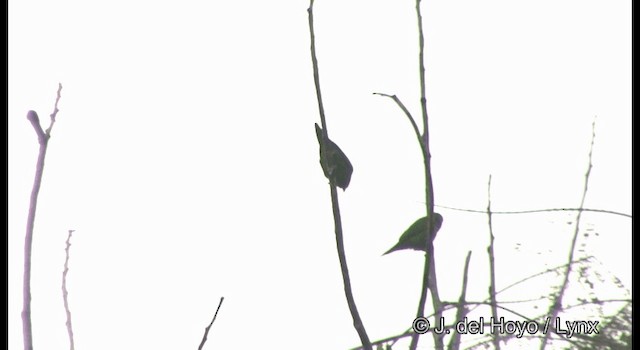 Golden-winged Parakeet - ML201377061