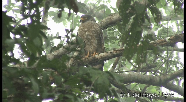 Дорожный канюк [группа magnirostris] - ML201377081