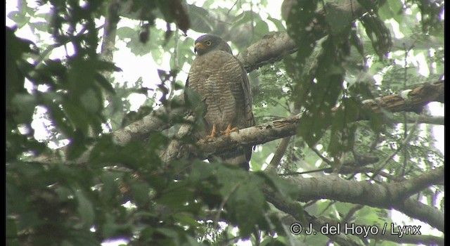 Roadside Hawk (Northern) - ML201377081