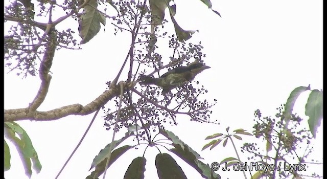 Tarçın Göğüslü Barbet - ML201377101