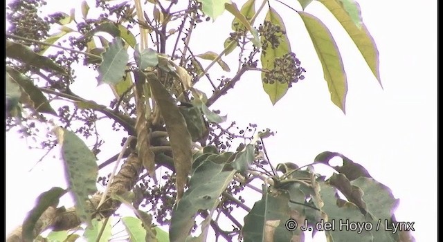 Brown-chested Barbet - ML201377111