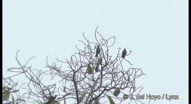 Spangled Cotinga - ML201377171