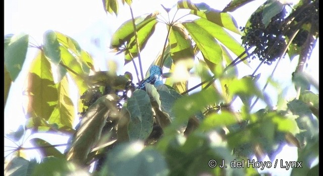 Cotinga Celeste - ML201377191