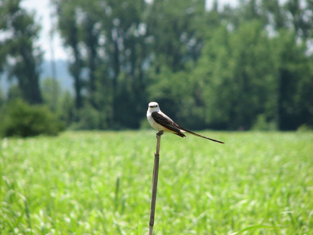 Scherenschwanz-Königstyrann - ML20137721