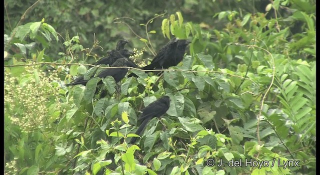 Smooth-billed Ani - ML201377211