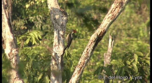 Lineated Woodpecker (Lineated) - ML201377241