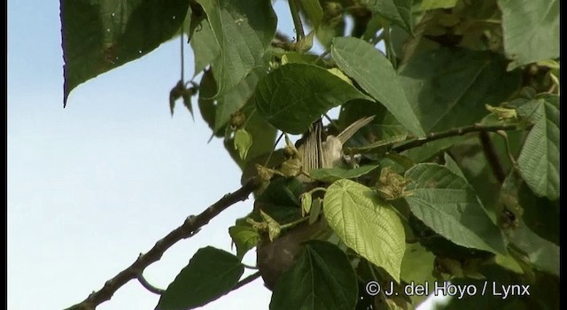 Bare-eyed White-eye - ML201377251