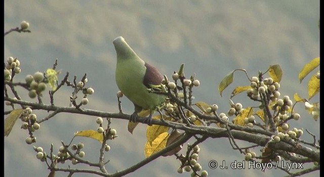 Graustirn-Grüntaube - ML201377281