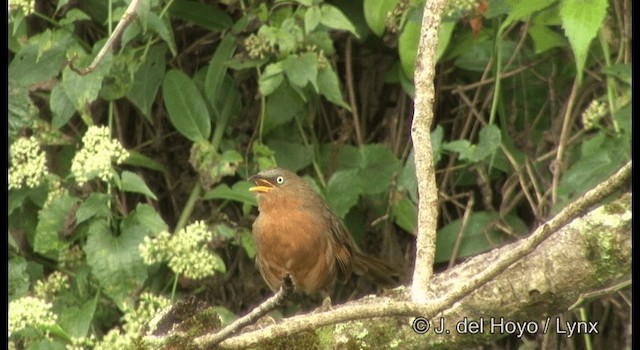 Rufous Babbler - ML201377291