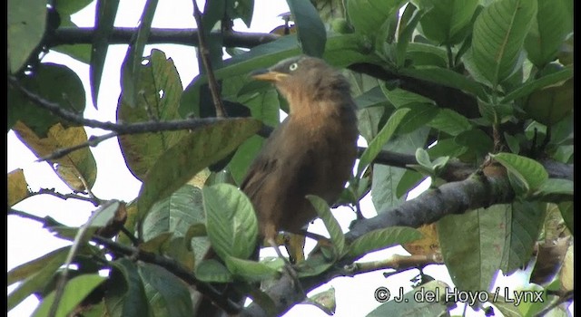 Rufous Babbler - ML201377301